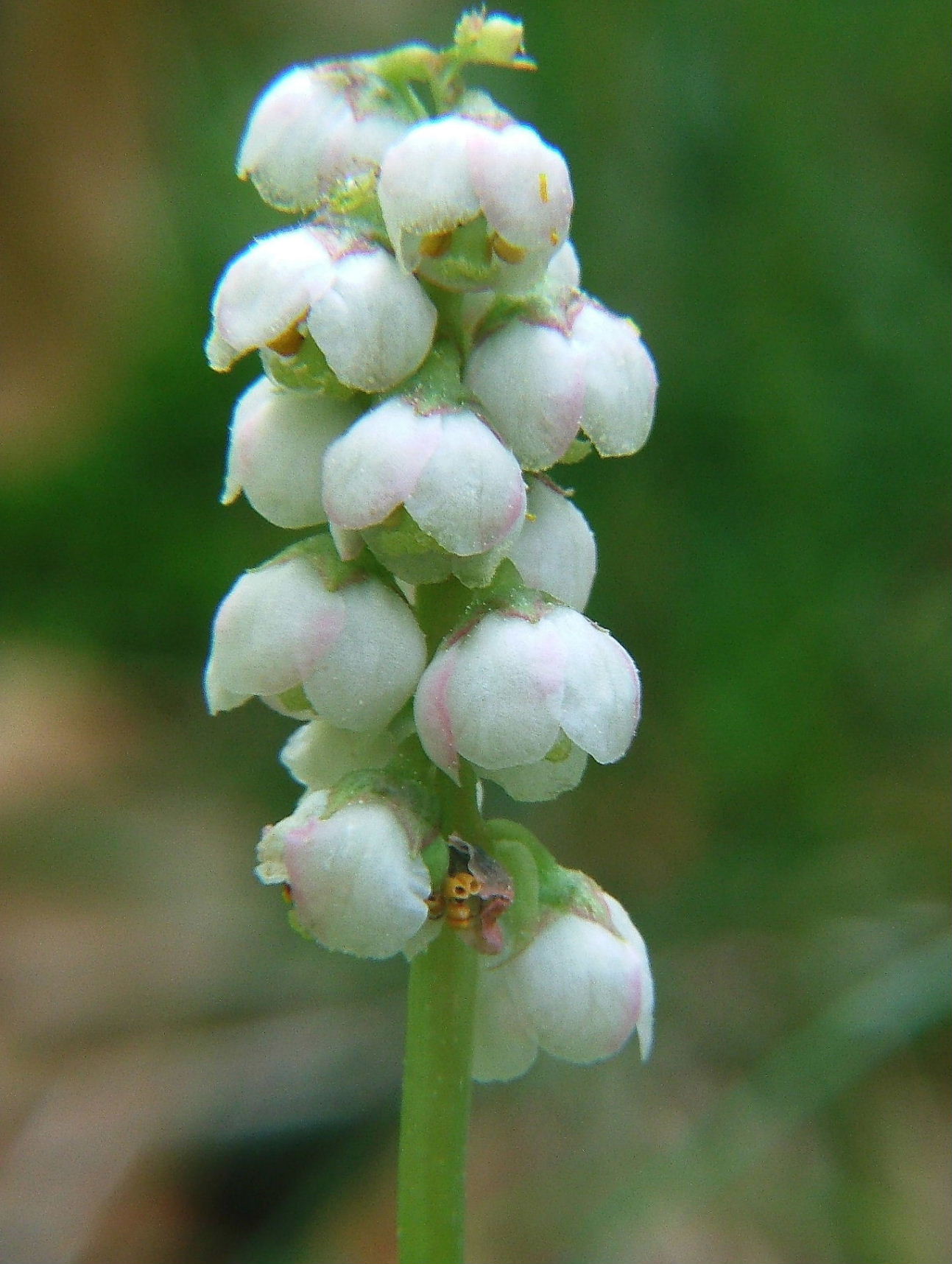 Pyrola minor  / Piroletta minore